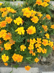 黄色い花（）