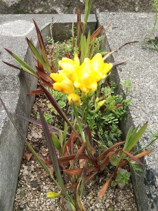 黄色い花１20160409