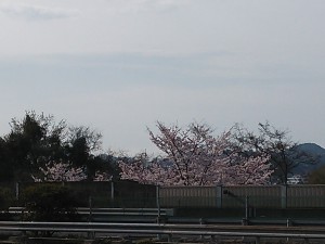 桜が散る20160404